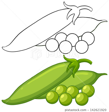 Fresh Green Pea Pods Vector Illustration with Line Art Version Fresh Green Pea Pods Vector Illustration with Line Art Version 142621920