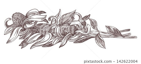 Vector sketch of echinacea. Bouquet black sampson in engraving style lie on table. Clipart for herbal tea. Spring flowers in ancient technique of etching. Linear ink line drawing of Kansas snakeroot Vector sketch of echinacea. Bouquet black sampson in engraving style lie on table. Clipart for herbal tea. Spring flowers in ancient technique of etching. Linear ink line drawing of Kansas snakeroot 142622004