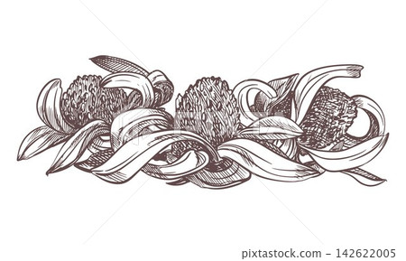Vector sketch of echinacea. Dried inflorescences of black sampson lie on the table. Summer flowers for herbal tea. Retro technique of etching. Linear monochrome retro ink drawing of red sunflower. 142622005