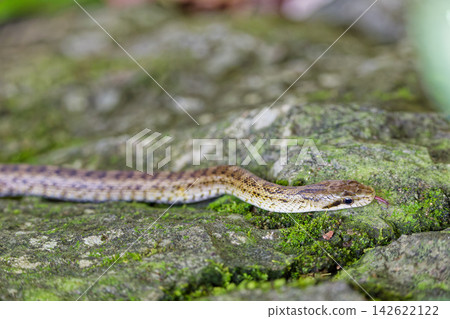 A Japanese rat snake moving across a rock. A Japanese rat snake moving across a rock. 142622122