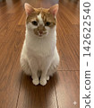 Sitting cat 142622540