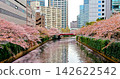 Cherry blossoms beginning to fall along the Meguro River, with petals floating on the water. 142622542