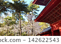 The beautiful cherry blossoms at Zojoji Temple 142622543