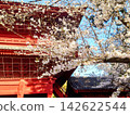 Beautiful cherry blossoms in the grounds of Zojoji Temple 142622544