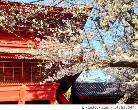 Beautiful cherry blossoms in the grounds of Zojoji Temple Beautiful cherry blossoms in the grounds of Zojoji Temple 142622544