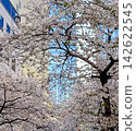 Cherry blossom scenery in the city near Daimon 142622545
