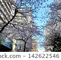 Cherry blossom scenery in the city near Daimon 142622546