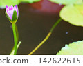 Purple water lilies begin to bloom by the water's edge. 142622615