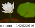 White water lilies floating on the dark water 142622616