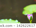 A purple water lily bud stands by the water's edge. 142622617