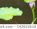 Purple water lilies waiting to bloom 142622618