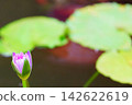 Purple water lilies surrounded by green floating leaves 142622619