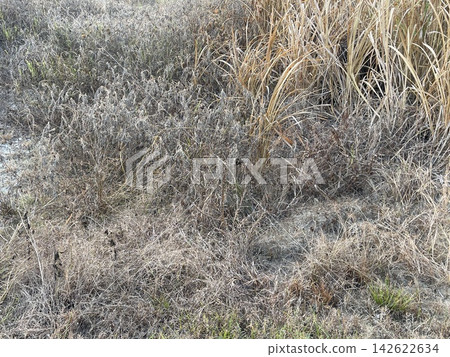 Dead Wild Grass Field After Herbicide Spraying In Rural Land Dead Wild Grass Field After Herbicide Spraying In Rural Land 142622634