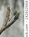 A close-up shot of a dragonfly perched on a bare branch, showcasing its intricate wings and delicate body. 142622668