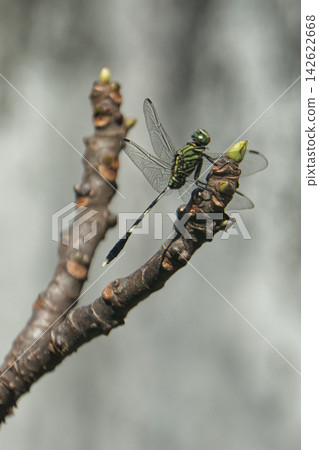 A close-up shot of a dragonfly perched on a bare branch, showcasing its intricate wings and delicate body. A close-up shot of a dragonfly perched on a bare branch, showcasing its intricate wings and delicate body. 142622668