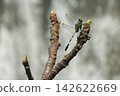 A close-up shot of a dragonfly perched on a bare branch, showcasing its intricate wings and delicate body. 142622669