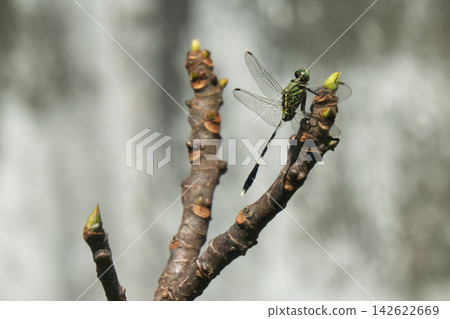 A close-up shot of a dragonfly perched on a bare branch, showcasing its intricate wings and delicate body. A close-up shot of a dragonfly perched on a bare branch, showcasing its intricate wings and delicate body. 142622669