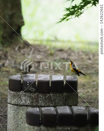 A Narcissus Flycatcher proposing A Narcissus Flycatcher proposing 142622681