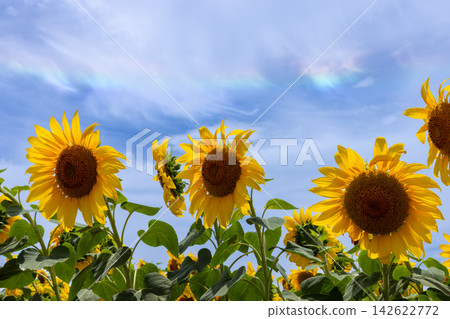 Sunflower field at the Akeno Sunflower Festival Rural Park venue in Asao, Akeno-cho, Hokuto City, Yamanashi Prefecture: Sunflowers and a circumhorizontal arc in the sky. 142622772