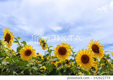 Sunflower field at the Akeno Sunflower Festival Rural Park venue in Asao, Akeno-cho, Hokuto City, Yamanashi Prefecture: Sunflowers and a circumhorizontal arc in the sky. Sunflower field at the Akeno Sunflower Festival Rural Park venue in Asao, Akeno-cho, Hokuto City, Yamanashi Prefecture: Sunflowers and a circumhorizontal arc in the sky. 142622774