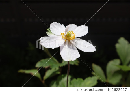 銀蓮花精靈天鵝的白色花朵 銀蓮花精靈天鵝的白色花朵 142622927