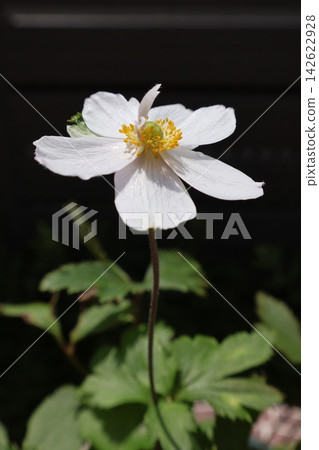 銀蓮花精靈天鵝的白色花朵 銀蓮花精靈天鵝的白色花朵 142622928