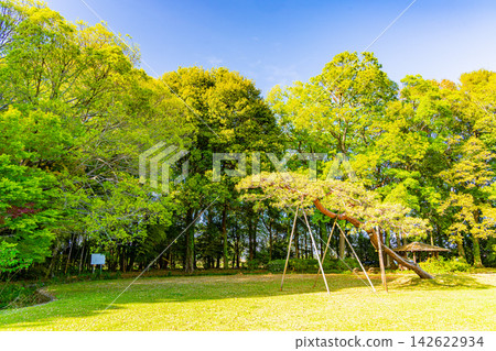 【群馬縣】多多良丸公園：形狀優美的松樹 142622934