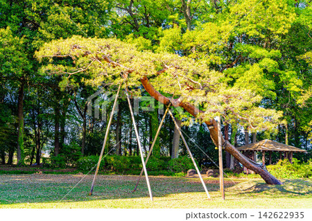 [Gunma Prefecture] Tatarasuma Park: Pine trees with well-formed shapes 142622935