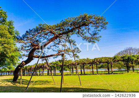 [Gunma Prefecture] Tatarasuma Park: Pine trees with well-formed shapes 142622936