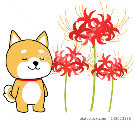 柴犬2號閉上了眼睛,旁邊是一朵美麗的紅色彼岸花。 柴犬2號閉上了眼睛,旁邊是一朵美麗的紅色彼岸花。 142623188