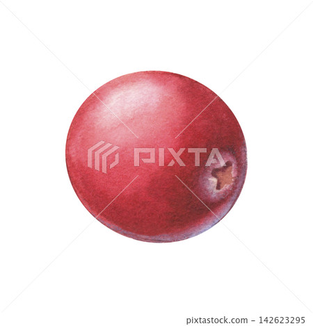 Cranberry rich in antioxidants and vitamin C. Hand-painted watercolor illustration isolated on white for desserts, drinks, supplements, cosmetic, food packaging, recipes, wellness, branding, medicine Cranberry rich in antioxidants and vitamin C. Hand-painted watercolor illustration isolated on white for desserts, drinks, supplements, cosmetic, food packaging, recipes, wellness, branding, medicine 142623295