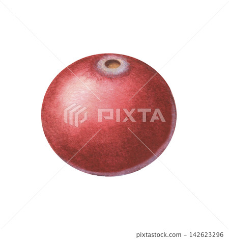 Cranberry rich in antioxidants and vitamin C. Hand-painted watercolor illustration isolated on white for desserts, drinks, supplements, cosmetic, food packaging, recipes, wellness, branding, medicine 142623296
