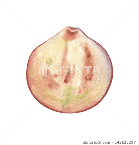 Cranberry half, flesh flash and seeds. Hand-painted watercolor illustration isolated on white for desserts, drinks, supplements, cosmetic, food packaging, recipes, wellness, branding, medicine Cranberry half, flesh flash and seeds. Hand-painted watercolor illustration isolated on white for desserts, drinks, supplements, cosmetic, food packaging, recipes, wellness, branding, medicine 142623297