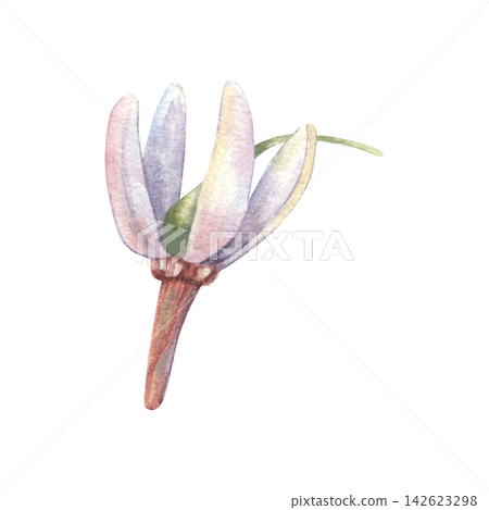 Cranberry flower. Hand-painted watercolor illustration isolated on white for branding, tea packaging, supplements, cosmetic, wellness products, food labels, herbal design, recipes, advertising, design Cranberry flower. Hand-painted watercolor illustration isolated on white for branding, tea packaging, supplements, cosmetic, wellness products, food labels, herbal design, recipes, advertising, design 142623298