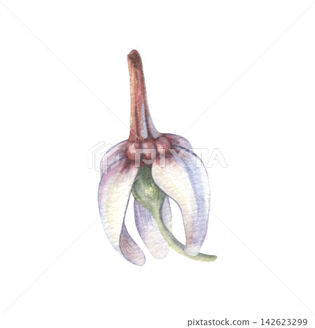 Cranberry flower. Hand-painted watercolor illustration isolated on white for branding, tea packaging, supplements, cosmetic, wellness products, food labels, herbal design, recipes, advertising, design Cranberry flower. Hand-painted watercolor illustration isolated on white for branding, tea packaging, supplements, cosmetic, wellness products, food labels, herbal design, recipes, advertising, design 142623299