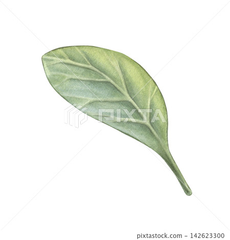 Cranberry leaf. Hand-painted watercolor illustration isolated on white for tea packaging, herbal products, supplements, cosmetic, wellness branding, labels, botanical design, recipes, packaging 142623300