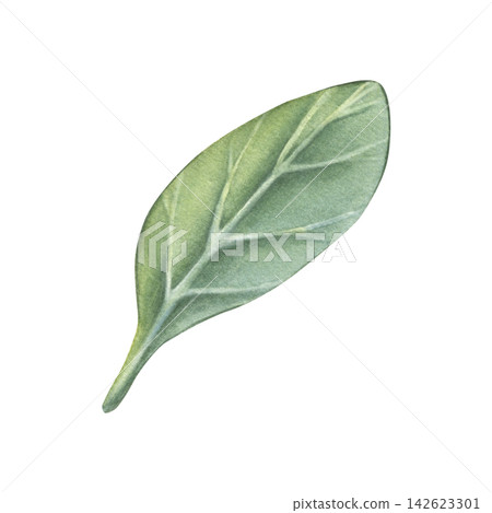 Cranberry leaf. Hand-painted watercolor illustration isolated on white for tea packaging, herbal products, supplements, cosmetic, wellness branding, labels, botanical design, recipes, packaging Cranberry leaf. Hand-painted watercolor illustration isolated on white for tea packaging, herbal products, supplements, cosmetic, wellness branding, labels, botanical design, recipes, packaging 142623301