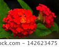 Lantana in vibrant red flowers 142623475