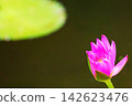 Pink water lilies blooming by the tranquil waterside 142623476