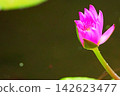 Pink water lilies blooming vividly by the water's edge 142623477