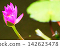 Pink water lilies blooming against a backdrop of green floating leaves 142623478