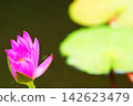 Pink water lilies adorn the waterside in summer. 142623479