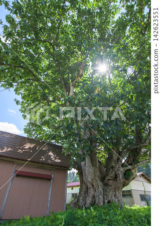 A giant, ancient magnolia tree; a natural monument; Akita Prefecture A giant, ancient magnolia tree; a natural monument; Akita Prefecture 142623551