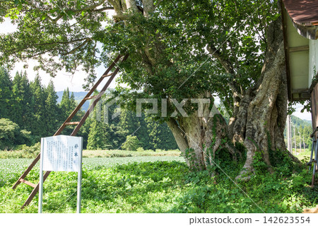 Giant magnolia tree, Natural Monument, Akita Prefecture Giant magnolia tree, Natural Monument, Akita Prefecture 142623554