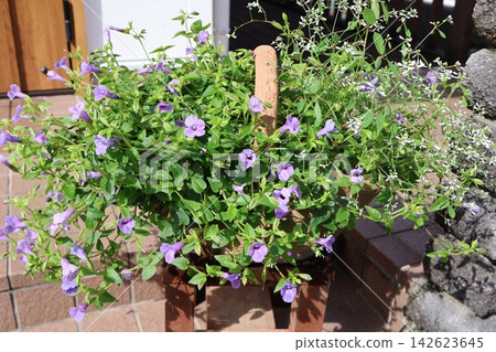 Torenia and Euphorbia planted together Torenia and Euphorbia planted together 142623645