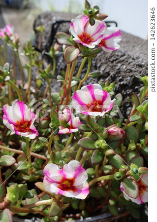 Cute portulaca flowers Cute portulaca flowers 142623646