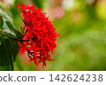 Ixora, which blooms with vibrant red flowers. 142624238