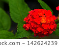 Red lantana stands out against the green leaves. 142624239