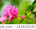 Pink bougainvillea stands out against the green. 142624240