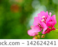 Pink bougainvillea blooming in the green space 142624241
